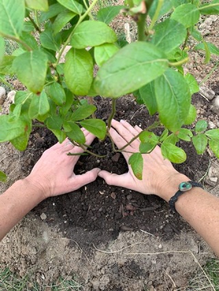 Gardening Your Imagination